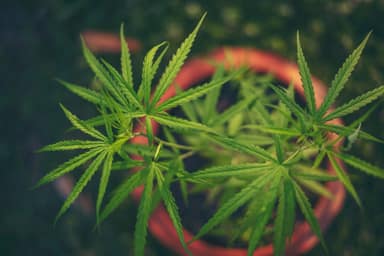 Tribunal Regional Federal da 6ª Região nega plantio doméstico de cannabis medicinal