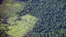Reino Unido anuncia aporte de US$ 540 milhões ao Fundo Florestas Tropicais para Sempre (TFFF)