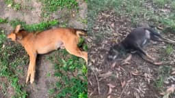 Denúncias de maus-tratos de animais na Unifap completam um mês sem identificar responsáveis