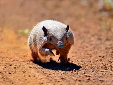 COP da Biodiversidade começa na Armênia com créditos de biodiversidade em debate