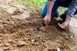 Câmara aprova projeto que cria Política Nacional de Agroecologia e Produção Orgânica